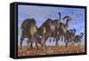 A Herd of Parasaurolophus Dinosaurs Searching for Vegetation-null-Framed Stretched Canvas