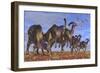 A Herd of Parasaurolophus Dinosaurs Searching for Vegetation-null-Framed Art Print