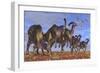 A Herd of Parasaurolophus Dinosaurs Searching for Vegetation-null-Framed Art Print