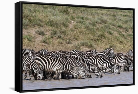 A herd of plains zebras, Hidden Valley lake, Ndutu, Ngorongoro Conservation Area, Serengeti-Sergio Pitamitz-Framed Stretched Canvas