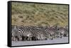 A herd of plains zebras, Hidden Valley lake, Ndutu, Ngorongoro Conservation Area, Serengeti-Sergio Pitamitz-Framed Stretched Canvas