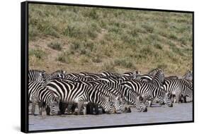 A herd of plains zebras, Hidden Valley lake, Ndutu, Ngorongoro Conservation Area, Serengeti-Sergio Pitamitz-Framed Stretched Canvas