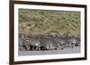 A herd of plains zebras, Hidden Valley lake, Ndutu, Ngorongoro Conservation Area, Serengeti-Sergio Pitamitz-Framed Photographic Print