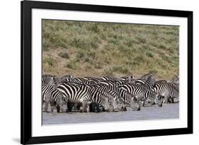 A herd of plains zebras, Hidden Valley lake, Ndutu, Ngorongoro Conservation Area, Serengeti-Sergio Pitamitz-Framed Photographic Print