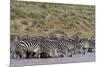 A herd of plains zebras, Hidden Valley lake, Ndutu, Ngorongoro Conservation Area, Serengeti-Sergio Pitamitz-Mounted Photographic Print