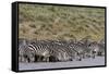 A herd of plains zebras, Hidden Valley lake, Ndutu, Ngorongoro Conservation Area, Serengeti-Sergio Pitamitz-Framed Stretched Canvas