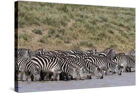 A herd of plains zebras, Hidden Valley lake, Ndutu, Ngorongoro Conservation Area, Serengeti-Sergio Pitamitz-Stretched Canvas