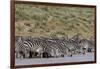 A herd of plains zebras, Hidden Valley lake, Ndutu, Ngorongoro Conservation Area, Serengeti-Sergio Pitamitz-Framed Photographic Print