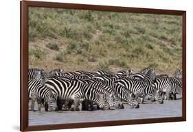 A herd of plains zebras, Hidden Valley lake, Ndutu, Ngorongoro Conservation Area, Serengeti-Sergio Pitamitz-Framed Photographic Print