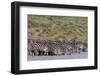 A herd of plains zebras, Hidden Valley lake, Ndutu, Ngorongoro Conservation Area, Serengeti-Sergio Pitamitz-Framed Photographic Print