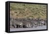 A herd of plains zebras, Hidden Valley lake, Ndutu, Ngorongoro Conservation Area, Serengeti-Sergio Pitamitz-Framed Stretched Canvas