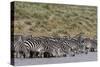 A herd of plains zebras, Hidden Valley lake, Ndutu, Ngorongoro Conservation Area, Serengeti-Sergio Pitamitz-Stretched Canvas