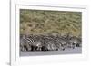 A herd of plains zebras, Hidden Valley lake, Ndutu, Ngorongoro Conservation Area, Serengeti-Sergio Pitamitz-Framed Photographic Print