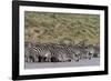 A herd of plains zebras, Hidden Valley lake, Ndutu, Ngorongoro Conservation Area, Serengeti-Sergio Pitamitz-Framed Photographic Print