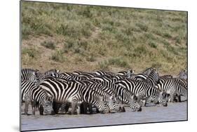 A herd of plains zebras, Hidden Valley lake, Ndutu, Ngorongoro Conservation Area, Serengeti-Sergio Pitamitz-Mounted Photographic Print