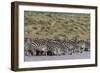 A herd of plains zebras, Hidden Valley lake, Ndutu, Ngorongoro Conservation Area, Serengeti-Sergio Pitamitz-Framed Photographic Print