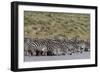 A herd of plains zebras, Hidden Valley lake, Ndutu, Ngorongoro Conservation Area, Serengeti-Sergio Pitamitz-Framed Photographic Print