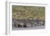 A herd of plains zebras, Hidden Valley lake, Ndutu, Ngorongoro Conservation Area, Serengeti-Sergio Pitamitz-Framed Photographic Print