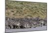 A herd of plains zebras, Hidden Valley lake, Ndutu, Ngorongoro Conservation Area, Serengeti-Sergio Pitamitz-Mounted Photographic Print