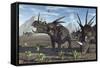 A Herd of Styracosaurus Dinosaurs During Earth's Cretaceous Period-Stocktrek Images-Framed Stretched Canvas