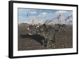 A Herd of Styracosaurus Dinosaurs During Earth's Cretaceous Period-Stocktrek Images-Framed Art Print