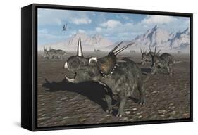 A Herd of Styracosaurus Dinosaurs During Earth's Cretaceous Period-Stocktrek Images-Framed Stretched Canvas