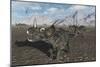 A Herd of Styracosaurus Dinosaurs During Earth's Cretaceous Period-Stocktrek Images-Mounted Art Print