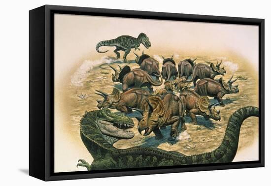 A Herd of Triceratops Defend their Territory Against a Pair of Tyrannosaurus Rex-null-Framed Stretched Canvas