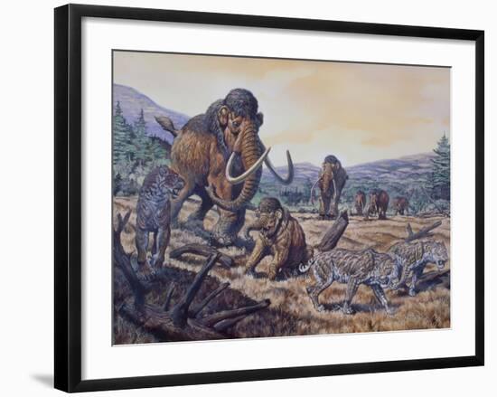 A Herd of Woolly Mammoth and Scimitar Sabertooth, Pleistocene Epoch-null-Framed Art Print