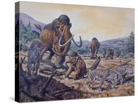 A Herd of Woolly Mammoth and Scimitar Sabertooth, Pleistocene Epoch-null-Stretched Canvas