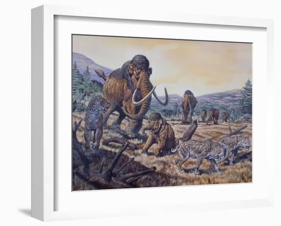 A Herd of Woolly Mammoth and Scimitar Sabertooth, Pleistocene Epoch-null-Framed Art Print