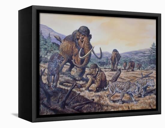 A Herd of Woolly Mammoth and Scimitar Sabertooth, Pleistocene Epoch-null-Framed Stretched Canvas