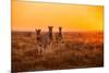 A Herd of Zebra Grazing at Sunrise in Etosha, Namibia-Udo Kieslich-Mounted Photographic Print