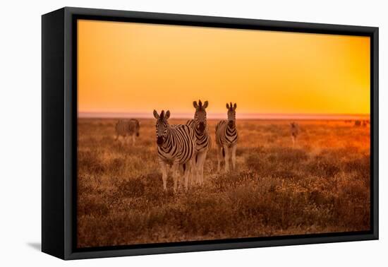 A Herd of Zebra Grazing at Sunrise in Etosha, Namibia-Udo Kieslich-Framed Stretched Canvas