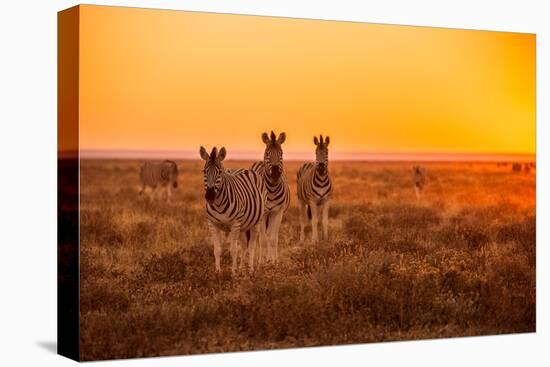 A Herd of Zebra Grazing at Sunrise in Etosha, Namibia-Udo Kieslich-Stretched Canvas