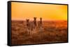 A Herd of Zebra Grazing at Sunrise in Etosha, Namibia-Udo Kieslich-Framed Stretched Canvas