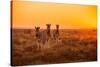 A Herd of Zebra Grazing at Sunrise in Etosha, Namibia-Udo Kieslich-Stretched Canvas