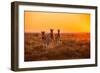 A Herd of Zebra Grazing at Sunrise in Etosha, Namibia-Udo Kieslich-Framed Photographic Print