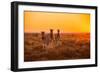 A Herd of Zebra Grazing at Sunrise in Etosha, Namibia-Udo Kieslich-Framed Photographic Print