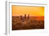 A Herd of Zebra Grazing at Sunrise in Etosha, Namibia-Udo Kieslich-Framed Photographic Print