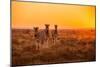 A Herd of Zebra Grazing at Sunrise in Etosha, Namibia-Udo Kieslich-Mounted Photographic Print