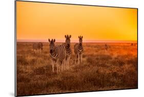 A Herd of Zebra Grazing at Sunrise in Etosha, Namibia-Udo Kieslich-Mounted Photographic Print