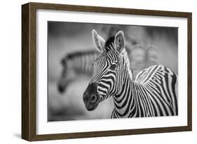 A Herd of Zebra Grazing in the Early Morning in Etosha, Namibia-Udo Kieslich-Framed Photographic Print