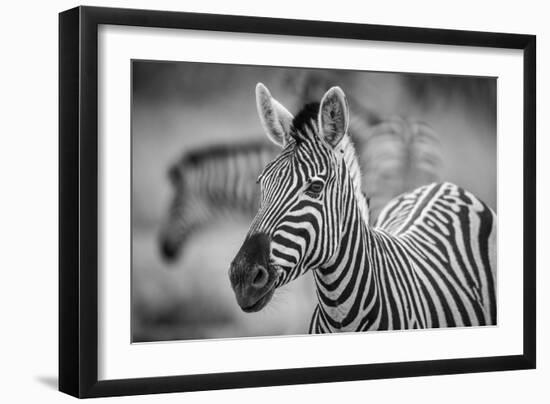 A Herd of Zebra Grazing in the Early Morning in Etosha, Namibia-Udo Kieslich-Framed Photographic Print