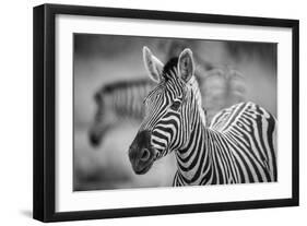 A Herd of Zebra Grazing in the Early Morning in Etosha, Namibia-Udo Kieslich-Framed Photographic Print