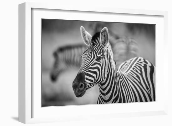 A Herd of Zebra Grazing in the Early Morning in Etosha, Namibia-Udo Kieslich-Framed Photographic Print