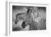 A Herd of Zebra Grazing in the Early Morning in Etosha, Namibia-Udo Kieslich-Framed Photographic Print