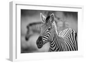 A Herd of Zebra Grazing in the Early Morning in Etosha, Namibia-Udo Kieslich-Framed Photographic Print