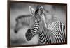 A Herd of Zebra Grazing in the Early Morning in Etosha, Namibia-Udo Kieslich-Framed Photographic Print