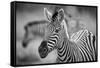 A Herd of Zebra Grazing in the Early Morning in Etosha, Namibia-Udo Kieslich-Framed Stretched Canvas